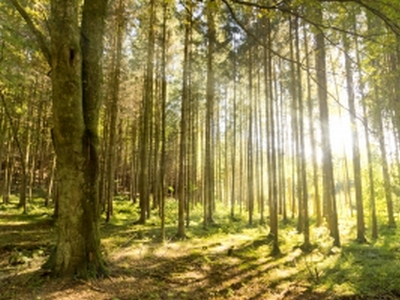 Keltský stromový horoskop. Jaký strom je Vaše dítě?  